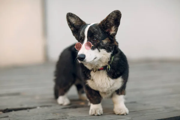 Corgi Gallese Cardigan Cucciolo Cane Occhiali Rosa — Foto Stock