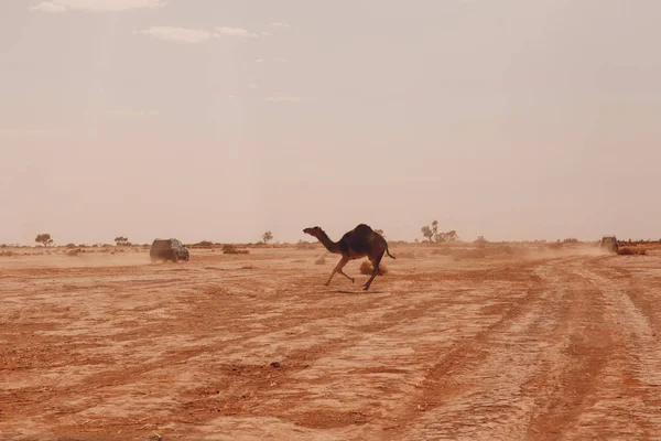 Camel Running Cars Rally Safari Woestijn Excursie Camel Concept — Stockfoto