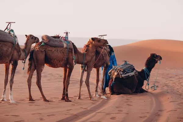 Cammelli Nel Deserto — Foto Stock