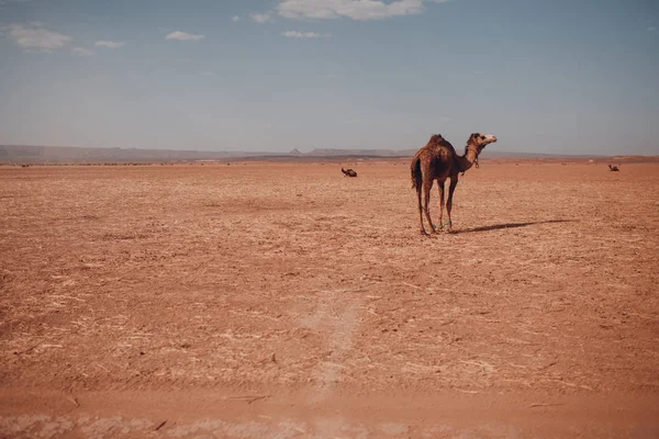 Верблюди Пустелі Екскурсія Концепції Верблюдів — стокове фото