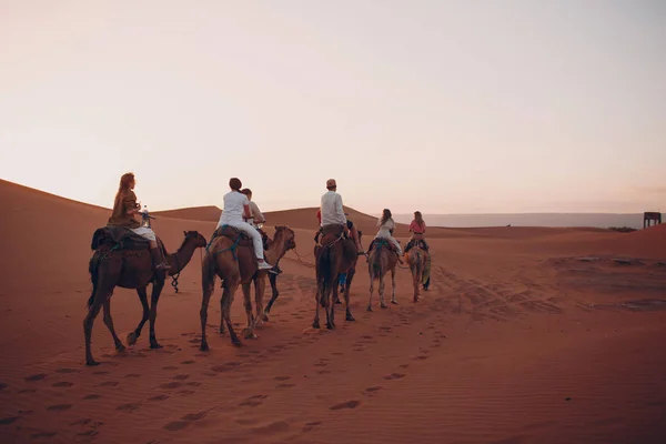 Cammelli Nel Deserto Escursione Sul Concetto Cammello — Foto Stock