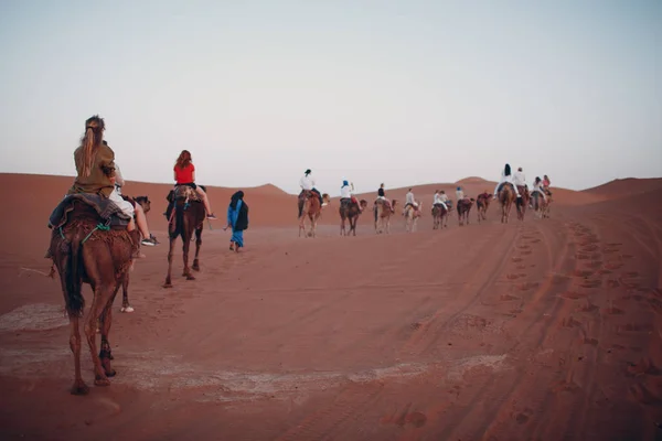 Cammelli Nel Deserto Escursione Sul Concetto Cammello — Foto Stock