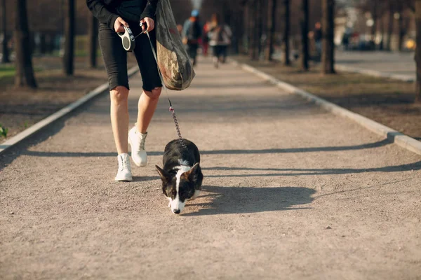 Corgi Walisische Strickjacke Welpen Hund Und Junge Frau — Stockfoto