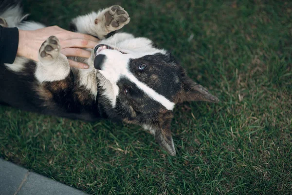 Corgi Welsh Cardigan Puppy Dog Playing — Stok Foto