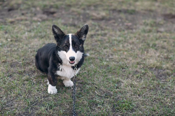 コーギーウェールズカーディガン子犬 — ストック写真