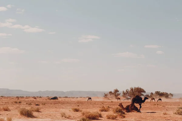 Jeeps Camellos Desierto Concepto Safari —  Fotos de Stock