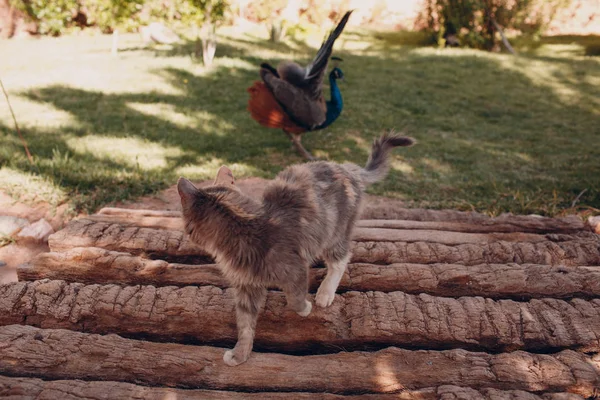 公園内を猫と孔雀が歩く — ストック写真