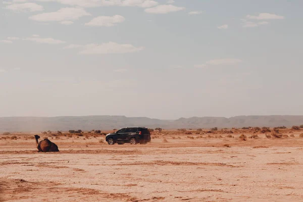 Jeeps and camels in the desert. Safari concept.