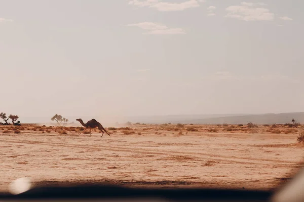 Jeepy Wielbłądy Pustyni Koncepcja Safari — Zdjęcie stockowe