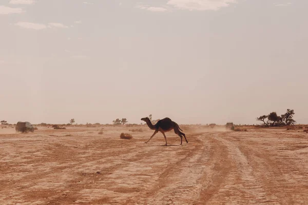 Jeeps Kamelen Woestijn Safari Concept — Stockfoto