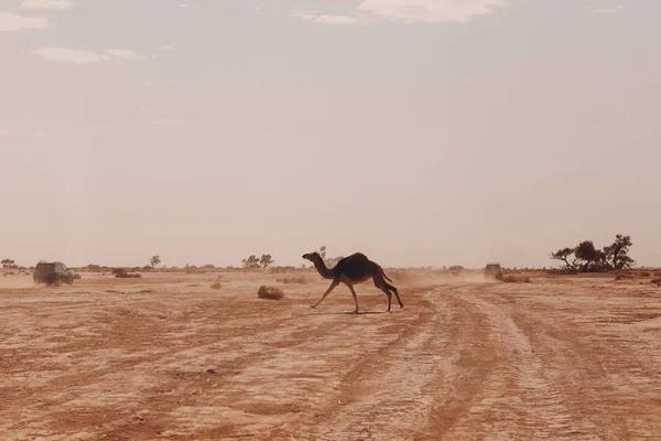 Jeeps and camels in the desert. Safari concept.