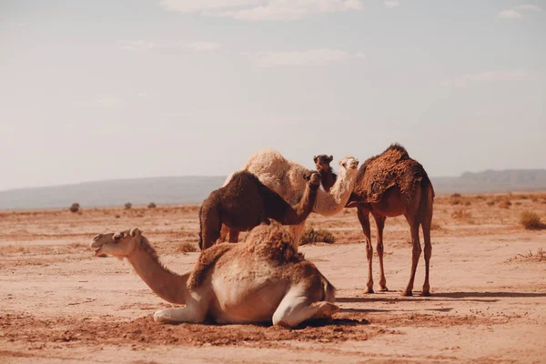 Enkele Humped Kamelen Rusten Woestijn — Stockfoto