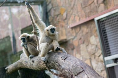 Ormandaki maymun ağaçta otur