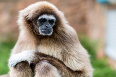 Ormandaki maymun ağaçta otur