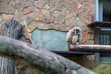 Ormandaki maymun ağaçta otur