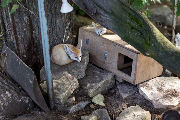 Fenech Fox Odpočívá Zoo — Stock fotografie