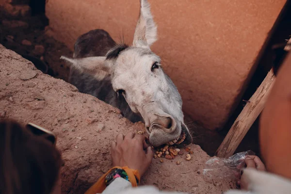 People feed a funny donkey nuts
