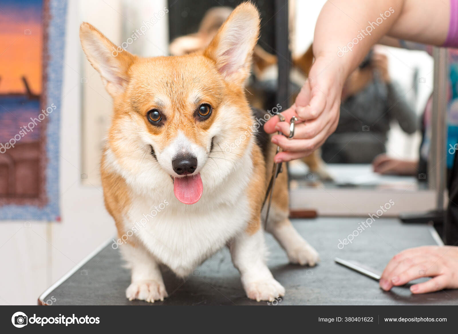 Pet Groomer Scissors Cut Fur Dog Corgi Pet Grooming — Stock Photo