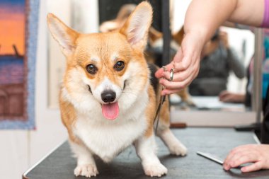Evcil hayvan tımarcısı makasıyla kürk köpek korgisini kesti. Hayvan bakımı..