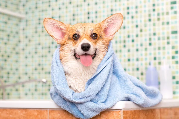Banyoda yıkandıktan sonra havluyla Corgi köpeği.