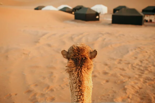 Camel riding. First person view. Sahara desert — стокове фото