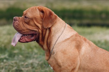Portre Dogue de Bordeaux. Köpek mastiff pet.