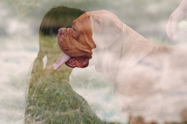 Dogue de Bordeaux ya da Fransız Mastiff ile açık hava parkında çekilmiş birden fazla görüntü.