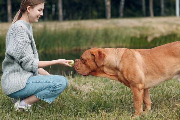 Dogue de Bordeaux o French Mastiff con giovane donna al parco all'aperto — Foto Stock