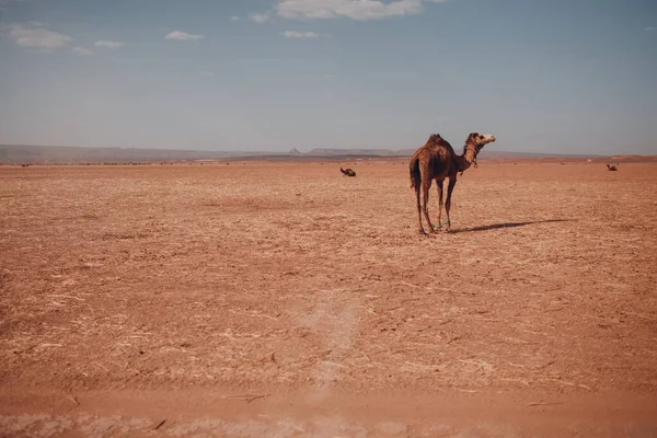 Samotny Wielbłąd na pustynnej Saharze. Piasek i słońce. — Zdjęcie stockowe