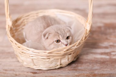 Bej arka planda İskoç kedisi. Şirin kedicik..