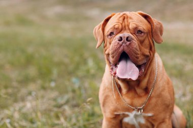 Portre Dogue de Bordeaux. Safkan Fransız Mastiff köpeği..