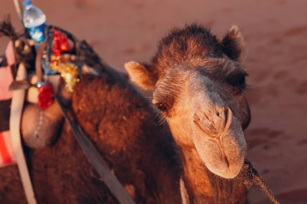 En kamel i öknen Sahara. Sand och sol. — Stockfoto