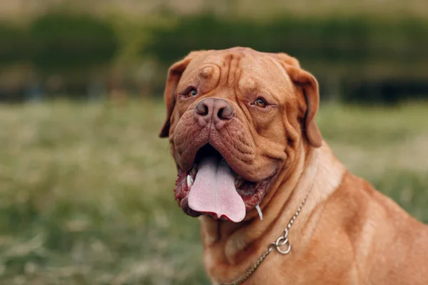 Portre Dogue de Bordeaux. Fransız evcil hayvanı. — Stok fotoğraf