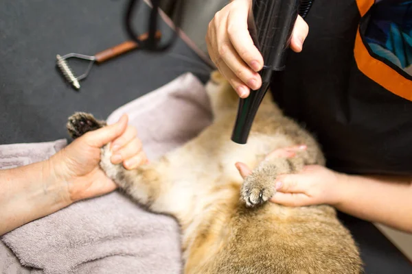 Cat and Pet grooming in beauty salon.