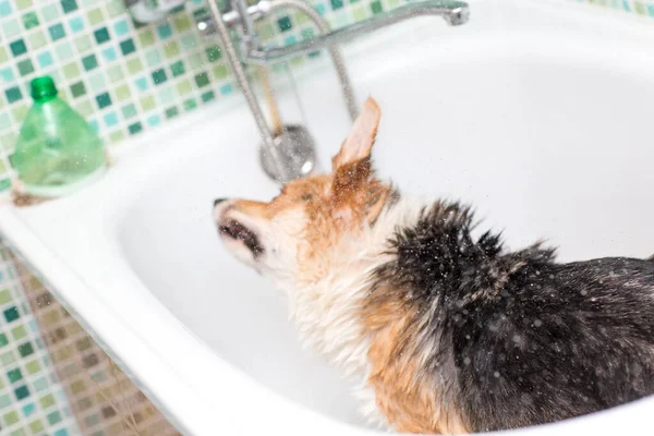 Corgi köpekleri banyoda yıkanır. Hayvan bakımı. — Stok fotoğraf