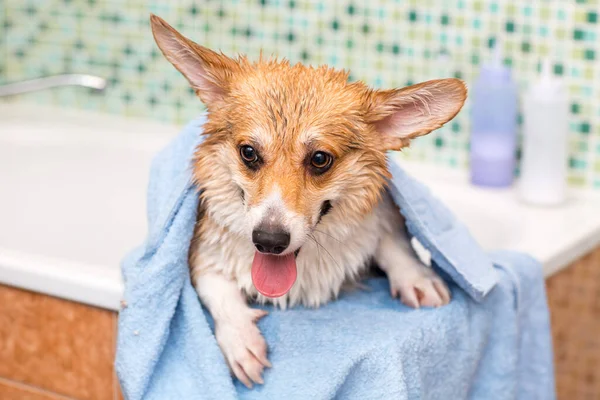 Corgi dog washes in the bathroom. Pet grooming