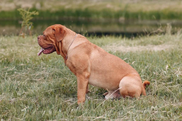 Profil portretu Dogue de Bordeaux. Pies mastiff pet. — Zdjęcie stockowe