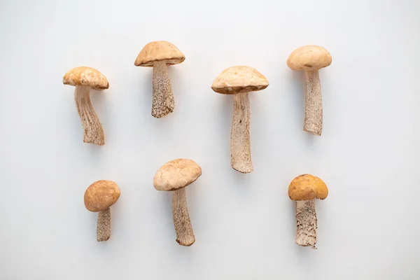 Cogumelos de boleto crus frescos no fundo branco — Fotografia de Stock