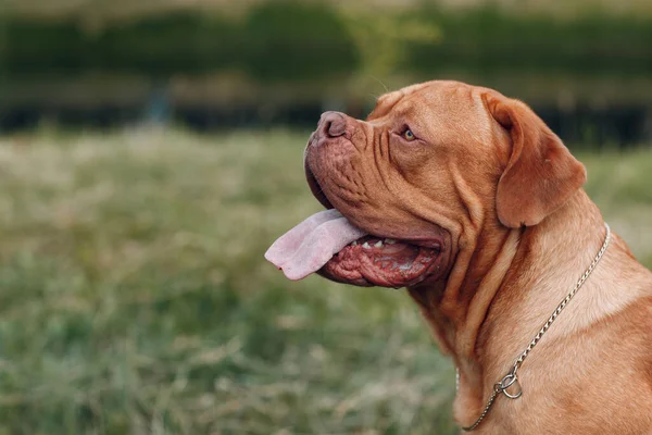 Portrét Dogue de Bordeaux. Čistokrevný francouzský mastif pes. — Stock fotografie
