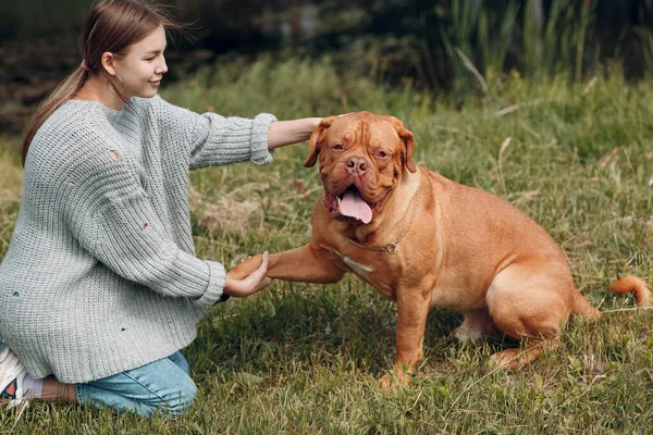 Dogue de Bordeaux o francese Mastiff dà zampa giovane donna al parco all'aperto — Foto Stock