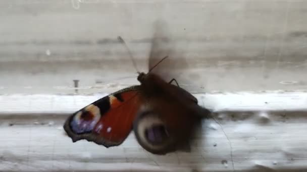 Naranja mariposa monarca volar en la vieja ventana — Vídeo de stock