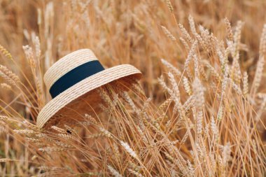 Buğday tarlasında hasır şapka.