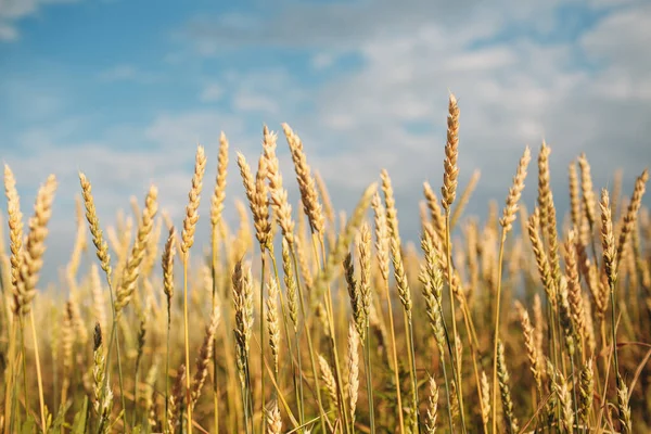 Chiusura di spighe di grano mature. Focus selettivo. — Foto Stock