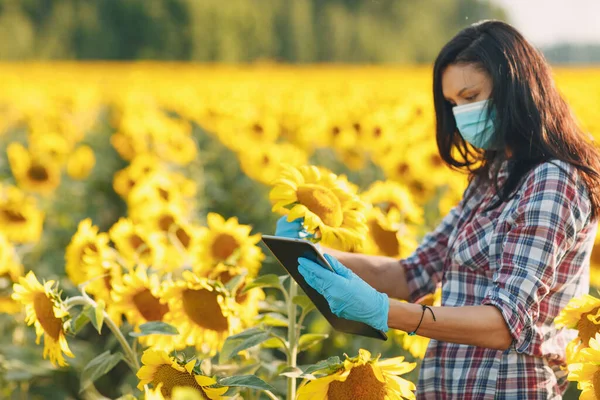 장갑을 끼고 얼굴에 마스크를 쓰고 해바라기 밭에서 태블릿으로 수확을 확인하는 한 여성 농학자 — 스톡 사진