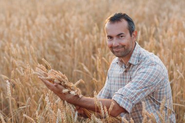 Gün batımında buğday tarlasında çiftçi adam. Çiftçilik ve tarım ürünleri.,