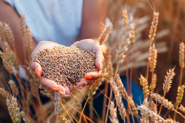Mani di donna piene di semi di grano maturi in campo di cereali pronti per il raccolto — Foto Stock