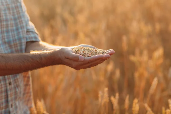 Mani contadine tengono semi di grano maturi dopo il raccolto — Foto Stock