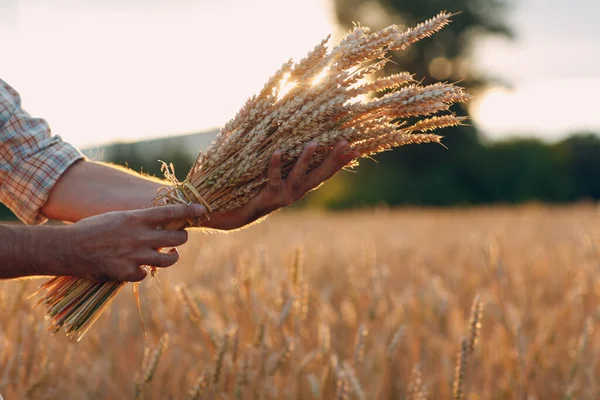 L'uomo contadino tiene un covone di spighe di grano nel campo di cereali al tramonto. Agricoltura e raccolto agricolo, — Foto Stock