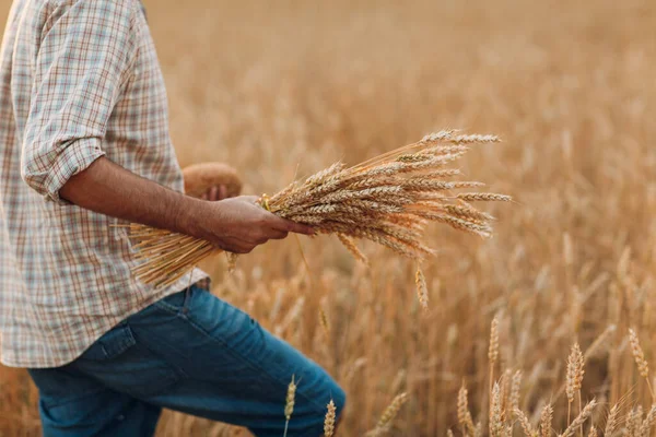 L'uomo contadino cammina e tiene un covone di spighe di grano e pane sullo sfondo del campo di cereali al tramonto. Agricoltura e raccolto agricolo, — Foto Stock