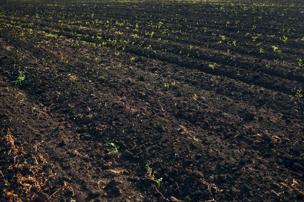 Sol d'un champ agricole. Terre noire — Photo